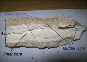 Fig. 2 shows a picture of the collected sample. In agreement with the literature, the examined rhizolith sample collected for the present study was almost 10 cm long and 4 cm in diameter, without any fragments of curved shape