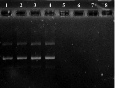 Figure 1. Plasmid gel electrophoresis image. 1: 3 ml plasmid þ 3 ml 250 mg/mL RCE; 2: 3 ml plasmid þ 3 ml 500 mg/mL RCE; 3: 3 ml plasmid þ 3 ml 750 mg/mL RCE; 4: Control 3 ml plasmid; 5: Positive Control 3 ml plazmid þ 3 ml FESO4þ1 mL H2O2; 6: 3 ml plasmid