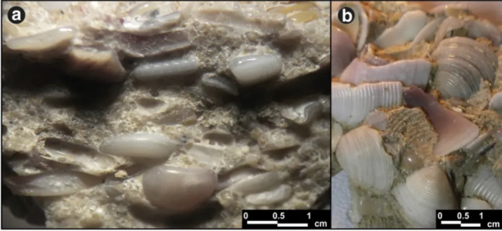 Fig. 2. Coquinite images. Typical close-packed shell structure of coquinite (a), fresh appearance shells on the surface of coquinite (b).