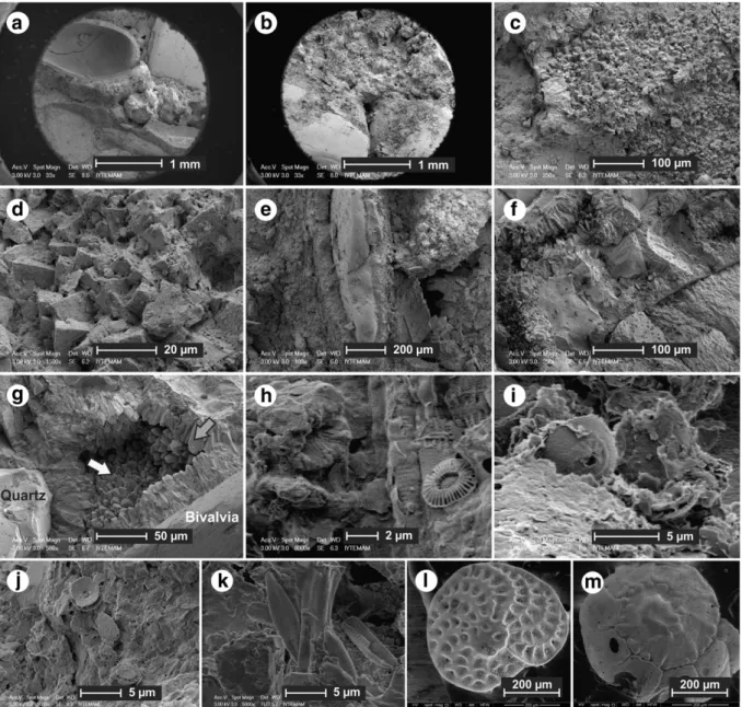 Fig. 5. SEM images from inner parts of the coquinite samples. General view of micrite coatings on grain and bioclast surfaces (a, b); closer views of a and b (c, d); a vertical standing bivalvia fragment encircled by carbonate (e); closer examination of th