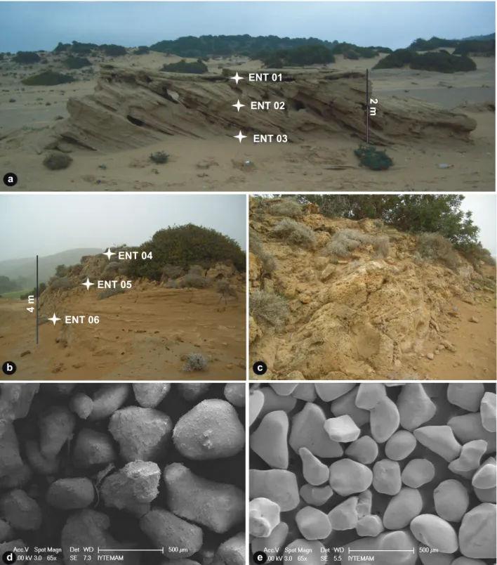 Figure 3.  (a) Cross-bedding structure of the studied eolianite. (a) and (b, c) show sampling sites 1 and 2, respectively, in Figure 1