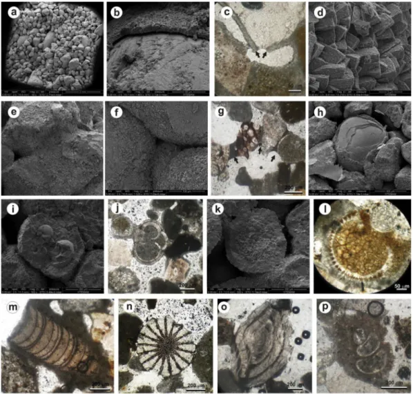 Fig. 5. Thin section and SEM images of beachrocks; (a) view of grain-supported moderately-sorted beachrock, (bed) micritic envelopes, (eeg) meniscus bridges and pore ﬁlls, (h) ooid surrounded by subangular grains, (i, j) micrographs of planktic foraminifer