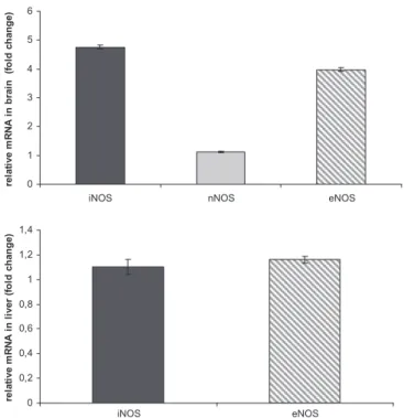 Fig. 1. RT–PCR analyses of NOS in imidacloprid treated groups compared with control in brain (4.76 ± 0.07; 1.13 ± 0.01; 3.97 ± 0.07, respectively in (A) and iNOS 1.1 ± 0.06 and eNOS 1.16 ± 0.03 in liver in (B)).