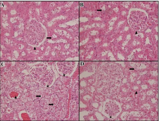 Fig. 3. The morphological changes in kidney tissue photomicrographs of the group (H&amp;E)