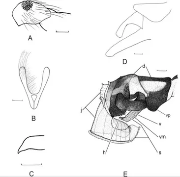 Figure 1.  Male of Sarcophaga (Sarcophaga) trabzonensis Pekbay, Hayat, Richet, Blackith n.sp., A
