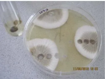 Figure 3. (colour online) Culture extraction from yeast extract sucrose (YES) agar.