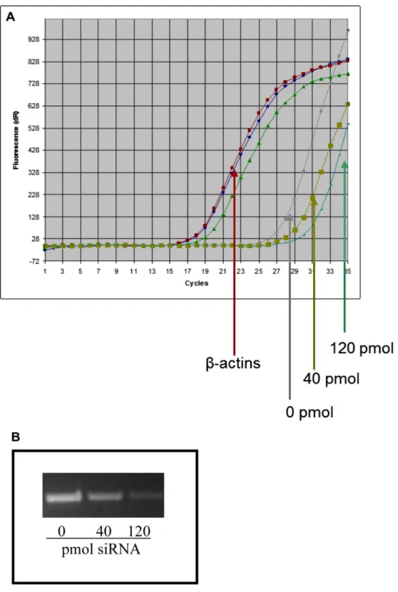 Fig. 1. Real Time RT-PCR mRNA transcriptional analyses of prion protein. The copies of threshold (CT) values were equilibrated by b-actin gene