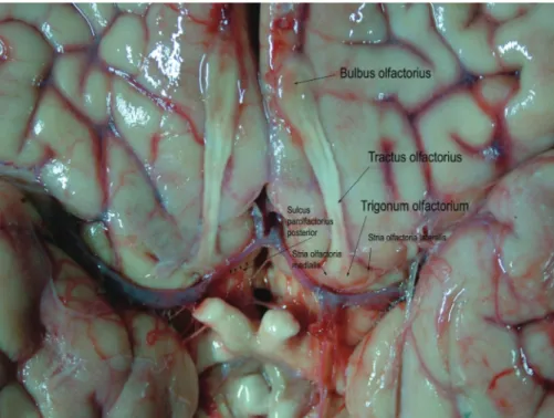 Şekil 1: Taze insan beyninde bulbus, tractus olfactorius ile trigonum olfactorium ve stria olfac- olfac-toria lateralis ile medialis gözlenmektedir