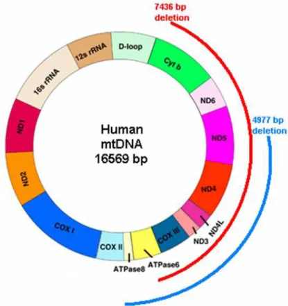 Figure 1. Schematic presentation of mitochondrial wild type genome and common deletions (4977 bp and 