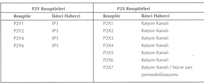 Tablo 1: P2 purinerjik reseptörlerin sınıflaması 