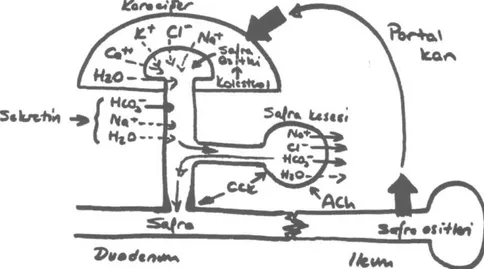 Şekil 6: Hepatobiliyer kontrol mekanizmaları. CCK: kolesistokinin, Ach: asetilkolin, düz oklar aktif, ke-
