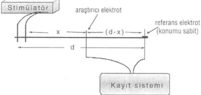 Şekil 1: Ekstraselüler monofazik kayıt yöntemi ilke şeması ve 