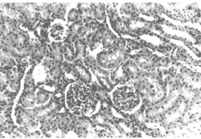 Şekil 1. Kontrol grubunun böbrek dokusuna ait mikrografta  korteks-medulla bölgesinde glomerüller, proksimal ve  distal tüp epitelleri olağan olarak izlenmektedir (X50  H.E)