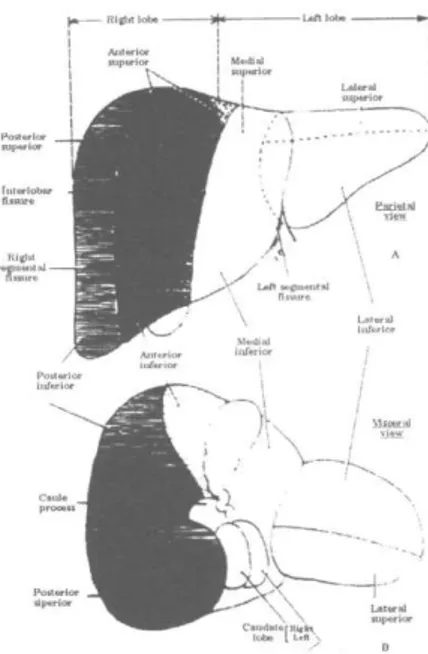 Şekil 3: Portal ven dağılımına göre karaciğerin segmentlere 