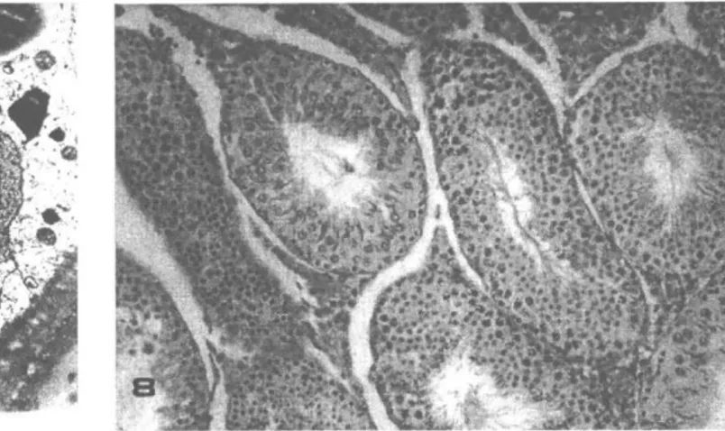 Şekil 7: Altıncı haftada, sağlam yapısını koruyan spermatogon- Şekil 8: Normal tübüli seminiferi kontorti kesitleri (X 20 HE) 