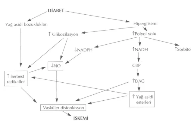 Şekil 3 : Diabette hiperglisemi ve yağ asidi bozukluklarını temel alan olaylar sonucu meydana gelen  N O inhibisyonu ve oluşan 