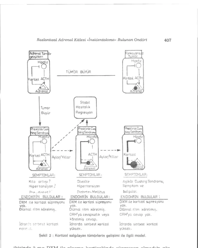 Şekil 2 : Kortizol salgılayan tümörlerin gelişimi ile ilgili model. 