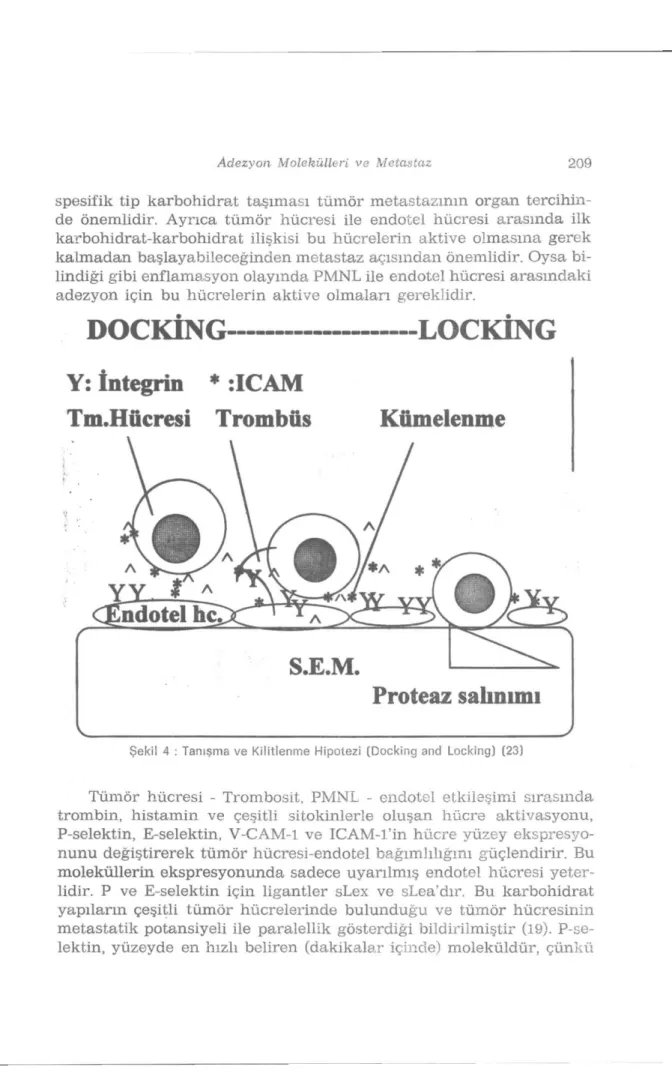Şekil 4 : Tanışma ve Kilitlenme Hipotezi (Docking and Locking) (23) 
