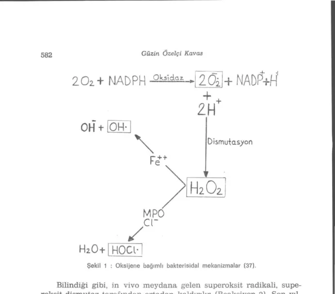 Şekil 1 : Oksijene bağımlı bakterisidal mekanizmalar (37). 