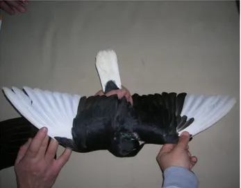 Figure 1. Bursa Oynarı pigeon (White wing-White tail).  Şekil 1. Bursa Oynarı güvercini (Ak kanat-Ak kuyruk)