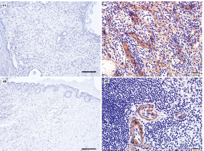 Figure 4. No immunostaining in the bitch uterus sections incubated without the primary antibody fibronectin receptor (integrin β 1 ) (4A)  and laminin (4B), Scale bars: 50 µm
