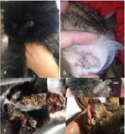 Şekil  1.  Yaygın  olarak  gıda  alerjisi  geçmişi  bulunan  baş/yüz  dermatitli  dört  farklı  kedi