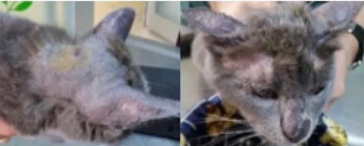Figure 3. This cat with severe pruritus showed IgE against 18 out of 20 allergens (classified as weak, strong or very strong)