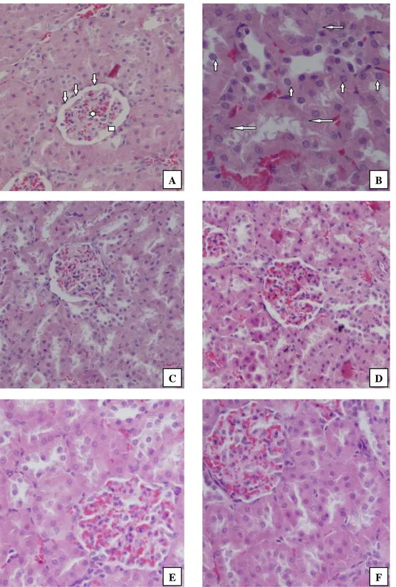 Figure  2.  Histopathological  changes  in  the  kidney  tissues  of  the  experimental  rats