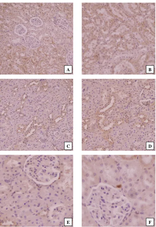 Figure 4. Immunohistochemical findings in the kidney tissues of rats. (A) Copper treatment alone; strong immunoreaction for active  caspase-3  in  tubular  epithelial  cells  with  mostly  cytoplasmic  and lesser  nuclear  locations  (IHC,  Mayer’s  hemato