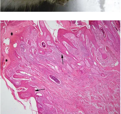Figure  2.  Erosive  ulcerative  cheilitis  with  necrotic  crusts in another wild goat