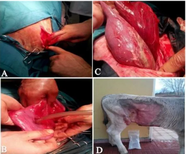 Fig 2. A. Abomasal tension, Fig 2. B. Emptying of abomasal content, Fig 2. C. Abomasitis and fibrin, Fig 2