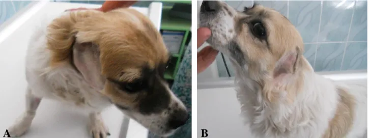Figure 1. View of the auricular region from right side (A) and left side (B).  Şekil 1