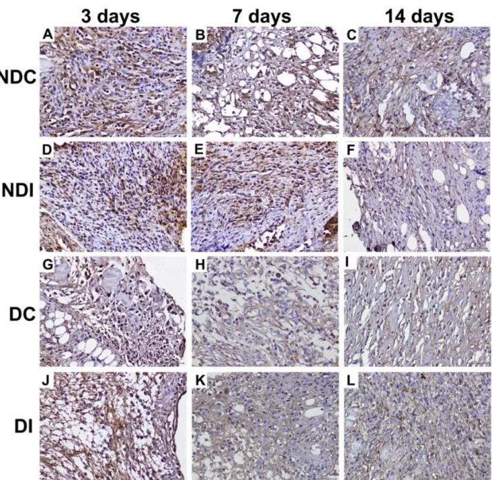 Figure  2.  Cells  exhibiting  IGF-I  immunoreactivity  in  the  wound  site.  (Non-Diabetic  Control  (NDC);  Non-Diabetic  Insulin  (NDI);  Diabetic Control (DC); Diabetic Insulin (DI), White Arrow: IGF-I (+) cells, Dye: IGF-I primary antibody, Bars=50 μ