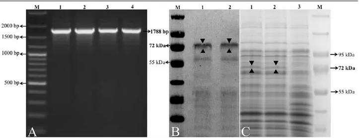 Şekil 1. Babesia bigemina Kayseri/Türkiye suşunun in vivo (IV1) ve in vitro (IT2) izolatlarında BbigAMA-1’in PCR, Western Blot ve  SDS-PAGE analizleri