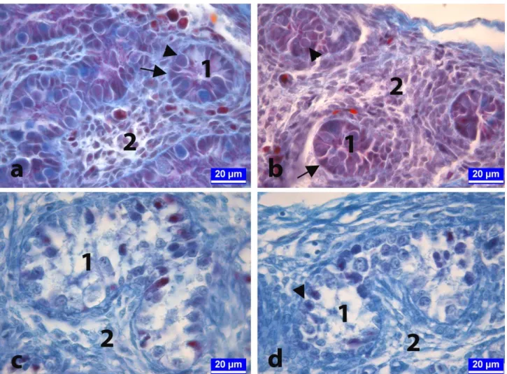 Figure 3. On day 21 of incubation. The sections from developing testes of chickens in the control (a), vehicle-control (b), 50 μg/egg  BPA-treated (c), and 250 μg/egg BPA-treated (d) groups