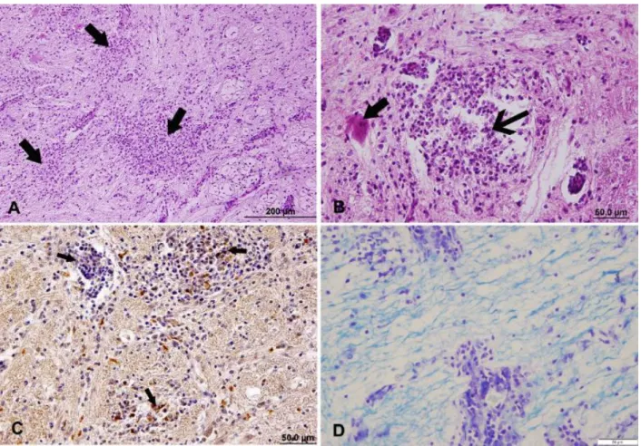 Figure 1. A) Sheep, case no. L1. Miliary microabcesses (arrows) in the pons. H&amp;E. Bar=200μm