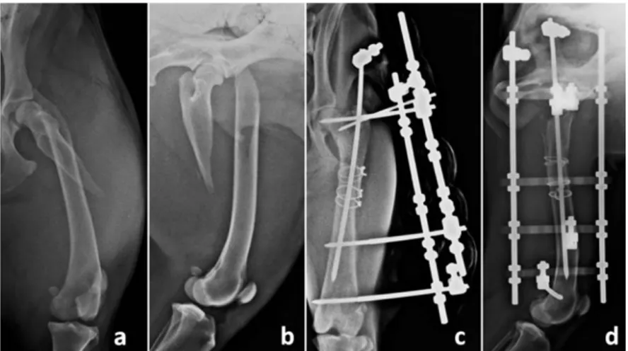 Figure  3.  Dog  11.  Preoperative  (a,b)  radiographs  of  a  long  oblique  proximal  metaphyseal  fracture