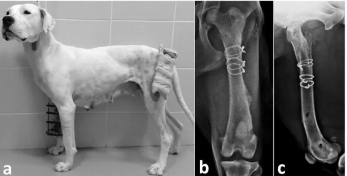 Figure 6. Dog 11. Clinical view of a multiple fracture case (a). The dog was able to bear weight on both the operated limbs immediately  after recovery from the anaesthesia