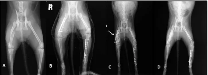 Şekil 1. Kedi 5. Preoperatif kraniokaudal (A), operasyonu takiben yumuşak destek bandajlı kraniokaudal (B) radyografik görünümler