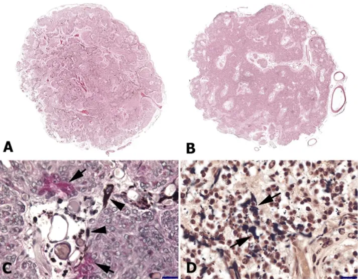 Figure 2. Histological features of the pineal gland in foals and adult horses. 