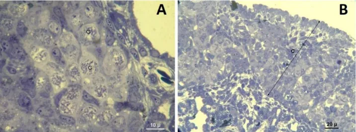 Figure 3. A- Germ cells in the prophase stage in the cortex of the testis, G= Germ cell (High dose DES group) B- Increased thickness  of cortex region in high dose BPA group, C= Cortex (Toluidine blue)