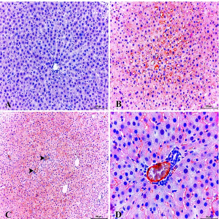 Figure  6.  Healthy  control  group;  very  slight  expression  of  eNOS  in  liver.  ABC  technique  (anti-eNOS),  Mayer's  hematoxylin  counterstain, Bar, 100 μm (A)