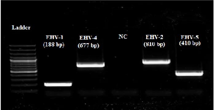 Figure  1.  The  agarose  gel  electrophoresis  of  EHVs  1,4,2,5  multiplex  PCR  product  in  clinical  samples  of  foals  with  respiratory  stress:  Line1,  100  bp  DNA  ladder  (Fermentas,Lithuania); Line2 for EHV1, Line3 for EHV4, Line4  for  negat