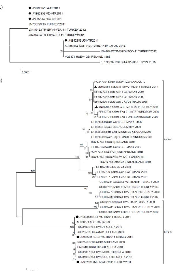 Figure 2. Phylogenetic analysis of EHV-4 (A) and EHVs-2 and 5 (B) detected in this study