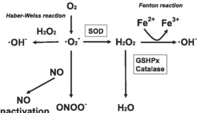 Figure 1. Mechanism of oxidative stress (46).  Şekil 1. Oksidatif stresin mekanizması (46)