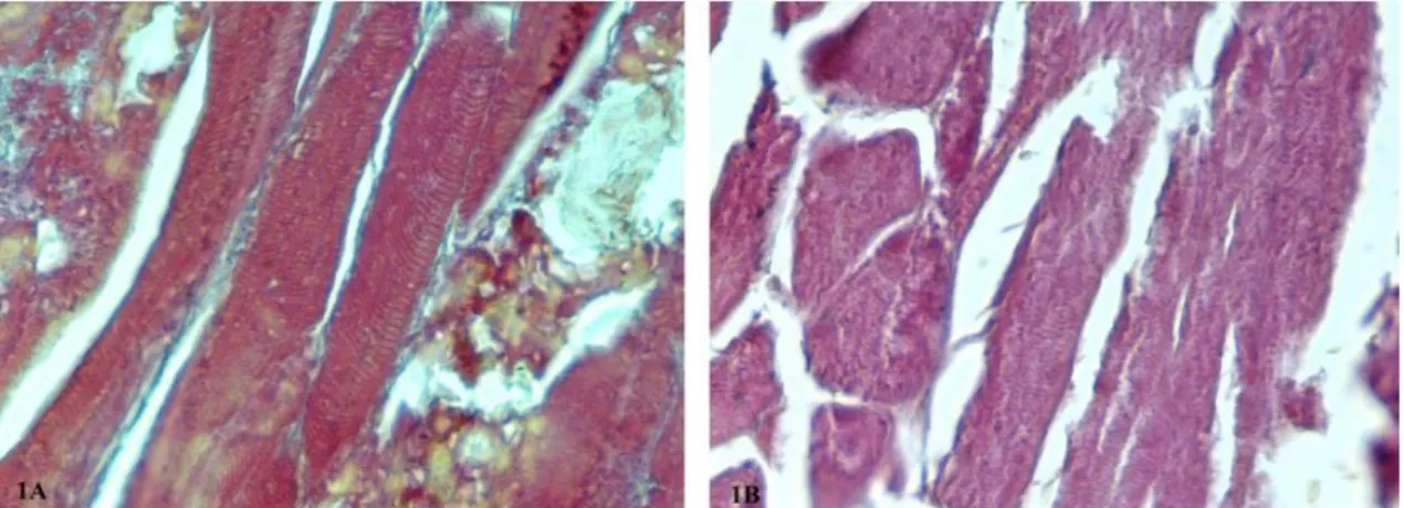Figure 1. Skeletal muscle in experimental fermented (A) and heat-treated Turkish type sausage (B)