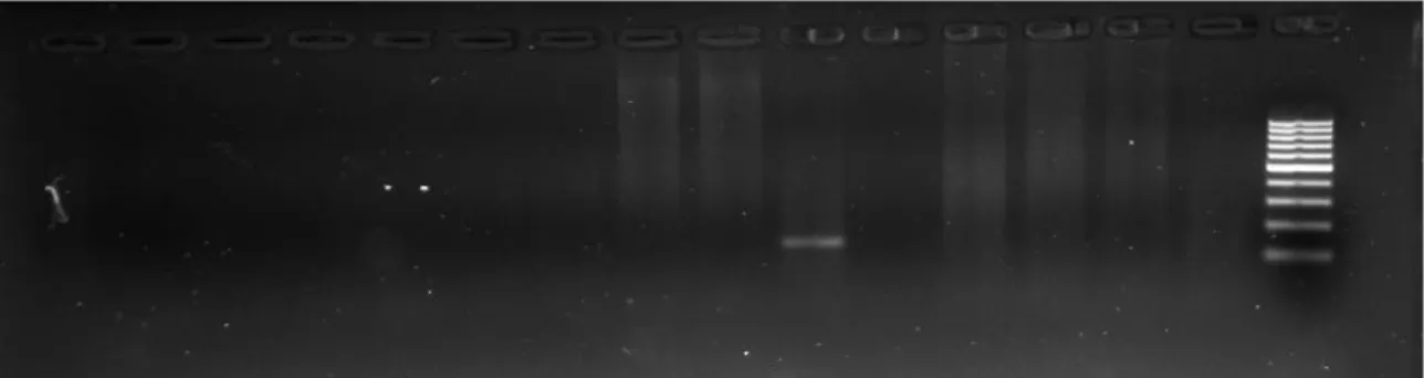 Figure 1. PCR results from positive control samples. Lane 1 (L1) and L9 is 100bp ladder