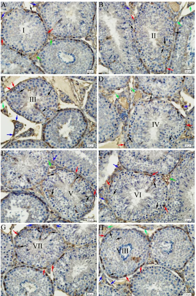 Figure 2. Immunoreactivity for flt-1 in seminiferous tubules and intersititum of rabbit testis