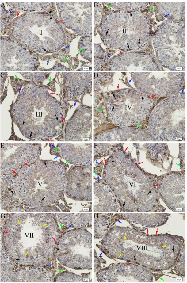 Figure 3. Immunoreactivity for flk-1 in seminiferous tubules and intersititum of rabbit testis