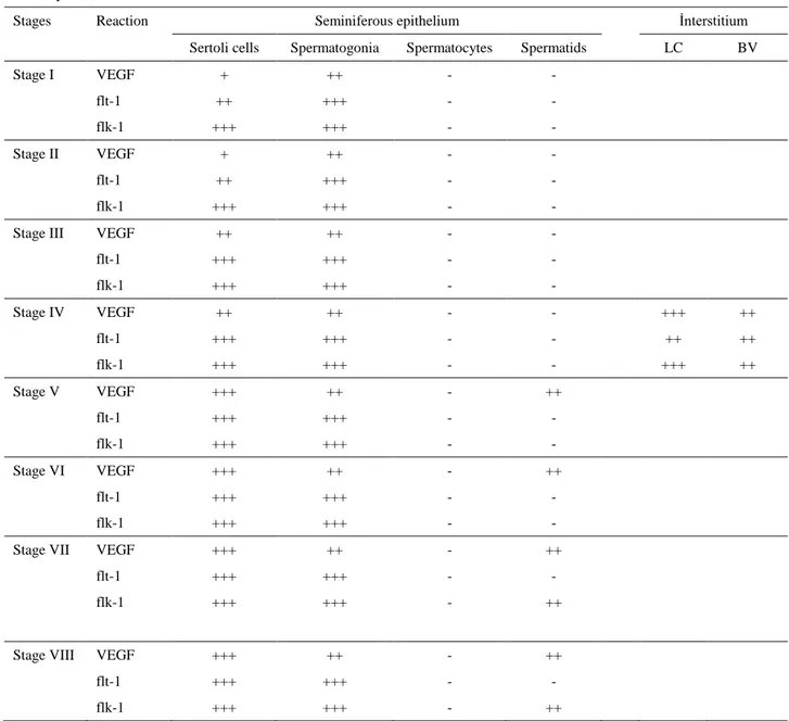 Table 1. Immunohistochemical localization of VEGF and its receptors flt-1 and flk-1 in seminiferous epithelium and interstitium in  rabbit testis